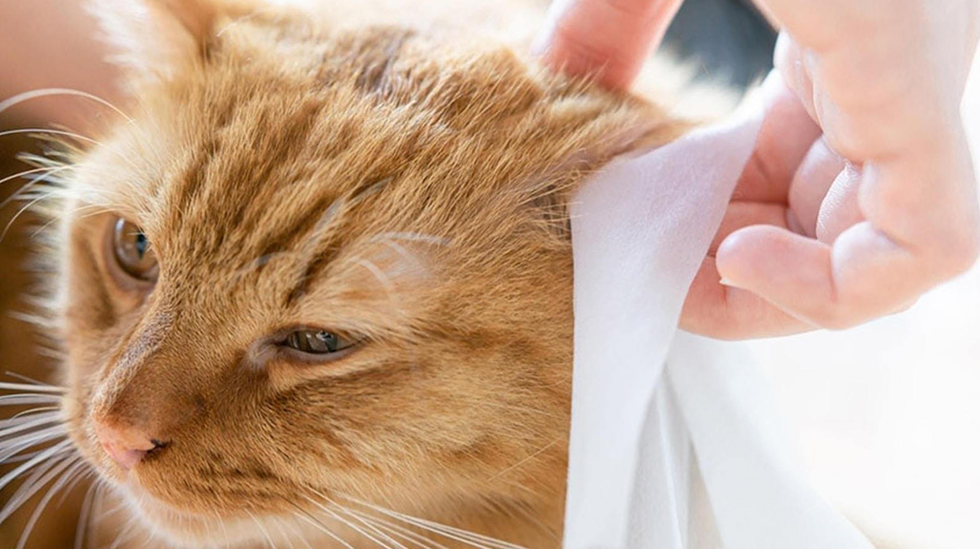 Salviette per animali domestici: una nuova scelta per la pulizia degli animali domestici